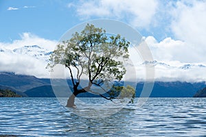 a tree sitting in the middle of a lake with mountains in the background