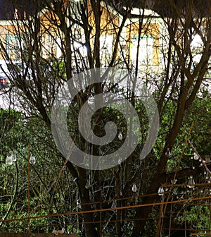 Tree sitting on the river bank of the Lea