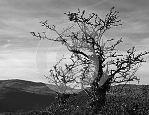 Tree, skeletal, monochrome against overcast sky.