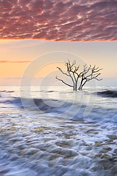 Tree Skeleton Botany Bay Ocean Cotton Candy Sky Charleston SC