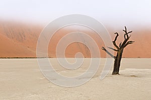 Tree skeletons, Deadvlei, Namibia