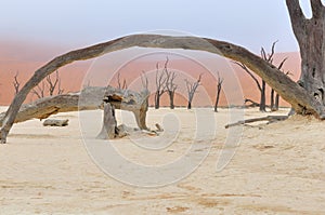 Tree skeletons, Deadvlei, Namibia