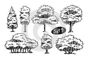 Tree Sketch hand drawn architect