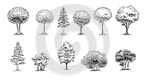 Tree Sketch : Set of hand drawn architect trees. Sketch Architectural illustration landscape