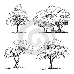 hand drawn sketch architect trees
