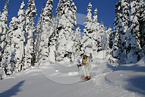 Tree Skiing