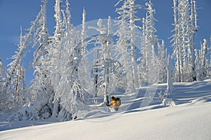 Tree Skiing 2 img