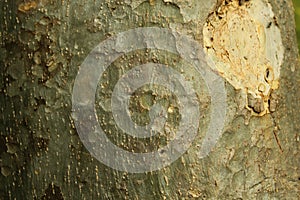 A tree skin stem texture background.