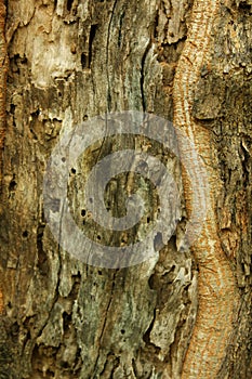 A tree skin stem texture background.