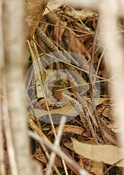 Tree Skink camouflage