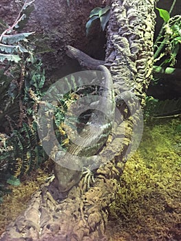 Tree Skink in a tree relaxing on a branch in the midst of a jungle