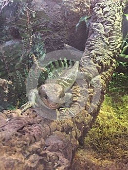 Tree Skink in a tree relaxing on a branch in the midst of a jungle