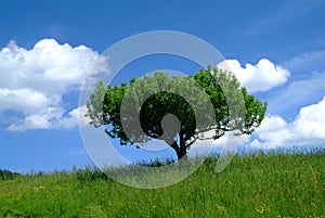 Tree and sky