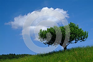 Tree and sky