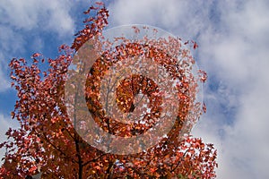 Tree with sky in autumn