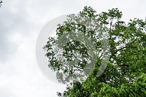 Tree with sky and grey clouds