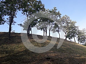 Tree sky light nature