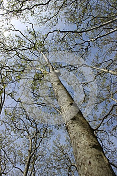 Tree and sky of Lyon photo