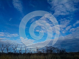 Tree in the sky nature