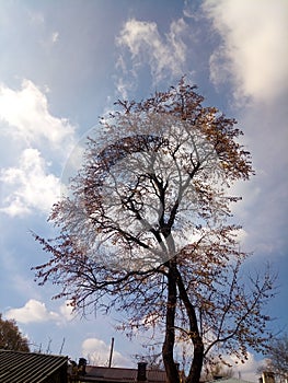 Tree in the sky nature background