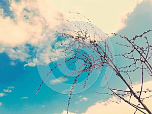 tree sky plants clouds nature sun sunset blossom