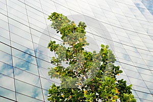 Tree with sky scraper