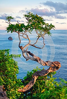 Tree on the sky and sea background. Landscape during sundown. Kelingking beach, Nusa Penida, Bali, Indonesia. photo