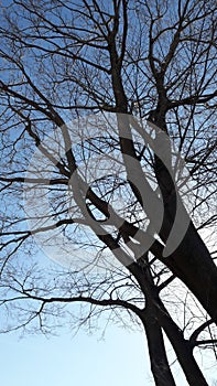 Tree and Sky, Toyota Shi, Aichi, Japan