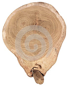 Tree slab texture background. Irregular shape stump of oak wood with annual rings and cracks isolated on white backgorund