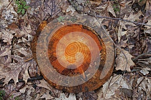 Tree slice left in the forest