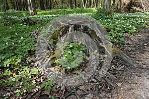Tree slice left in the forest