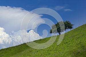 Tree on slope