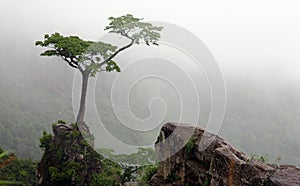 Tree on the slope