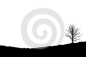 Tree on sloping heathland, Posbank Rheden Netherlands