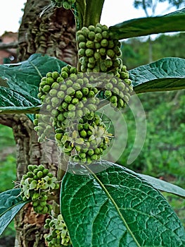 Tree with small green berries in the rural region of Jardim das Oliveiras.