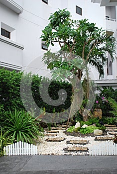 A tree in a small landscape designed garden in Pattaya
