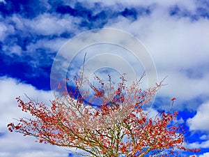 Tree with small red apples against bright blue sky and white clouds