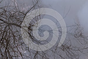 Tree in a smoke looking like dense fog