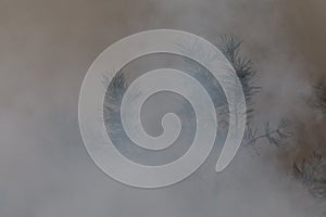 Tree in a smoke looking like dense fog