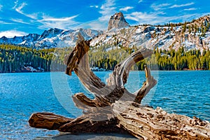 Tree snag frames Crystal Crag at Lake George in Mammoth Lakes