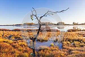 Tree snag at a lakeshore by a bog in autumn