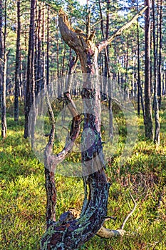 Tree snag in a pine woodland