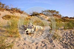 A tree snag on a sea dune, a huge snag on the sand