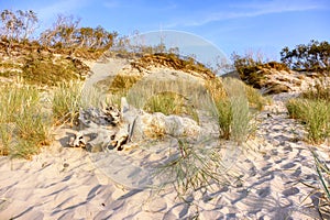 A tree snag on a sea dune, a huge snag on the sand