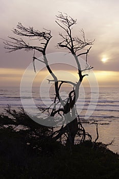 Tree snag silhouette at sunset