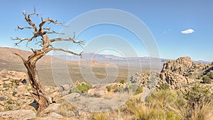 Tree Snag, Teutonia Peak Trail, Mojave National Preserve, CA.