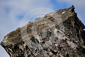 Tree snag texture  - closeup