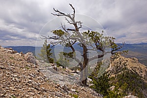 Tree snag windy top Heart Mountain