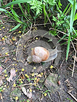 Tree snail in the garden crawling along the ground to the green thickets