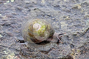 Tree snail on rocks in Puerto Rico